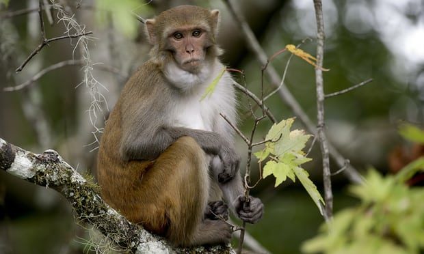 Florida rhesus monkey herpes b