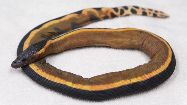 yellow-bellied sea snake