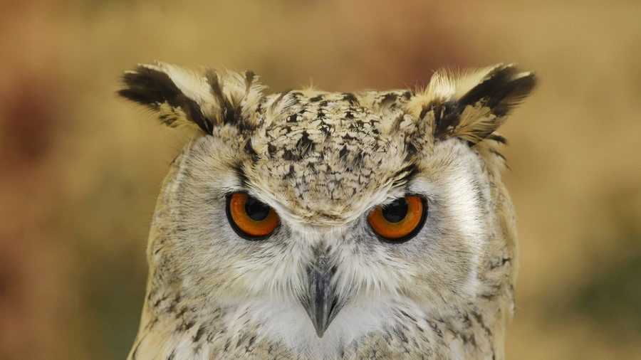 Barred or Great Horned owl