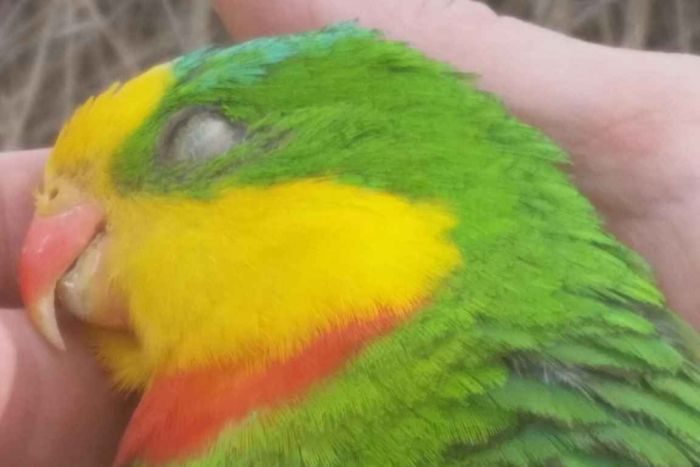 Photo: Superb parrots are being hit and killed by motorists near Murrumbateman.
