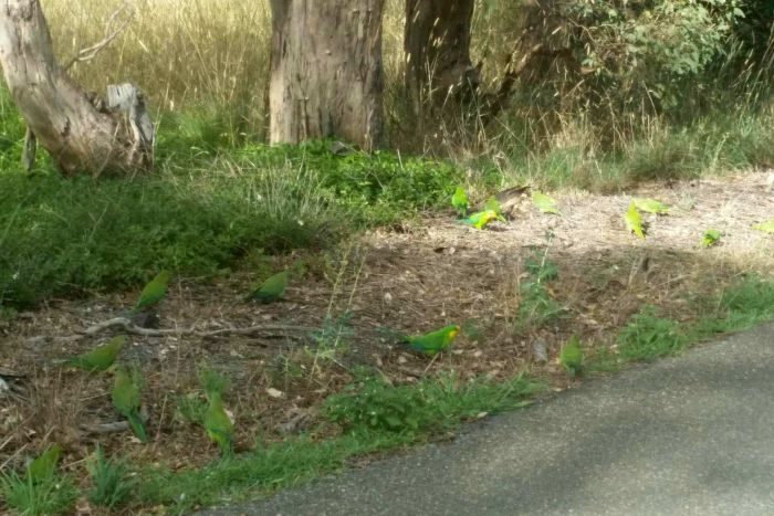 Superb parrots are being hit and killed by motorists near Murrumbateman.