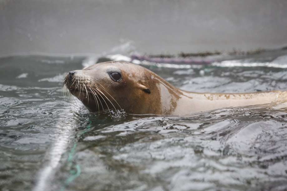 sea lion