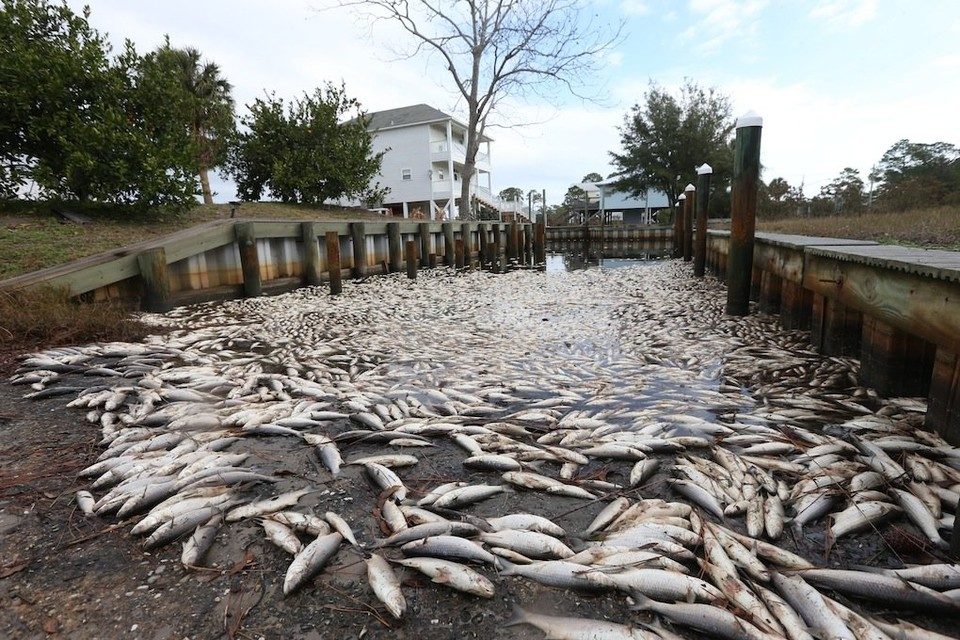 Click to enlarge Residents near Little Lagoon in Gulf Shores are dealing with the effects of a large fish kill