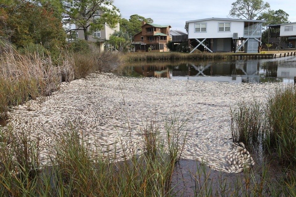 Click to enlarge Fish kill in Gulf Shores, 1.11.18