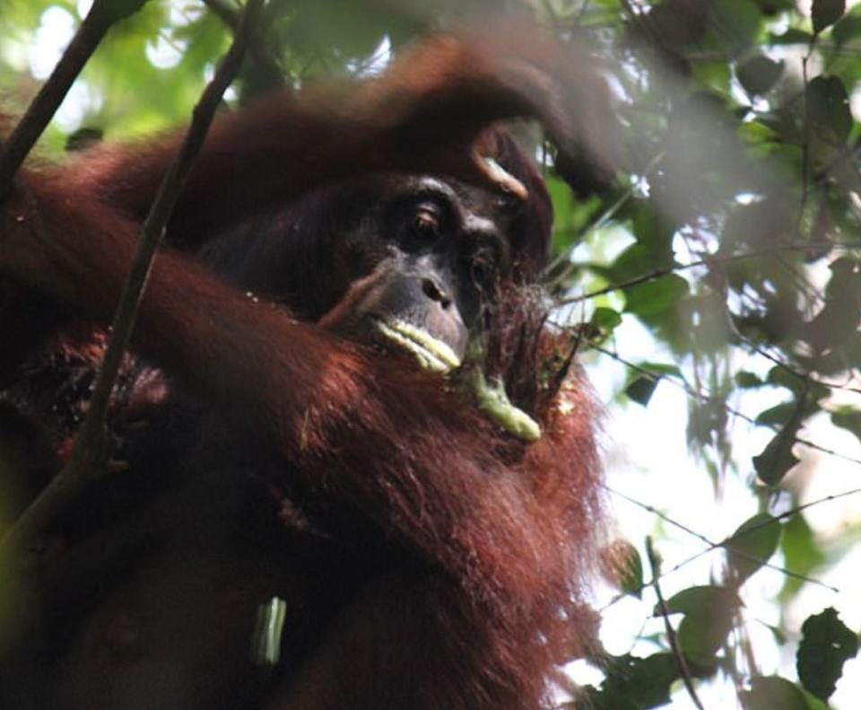 Click to enlarge orangutan