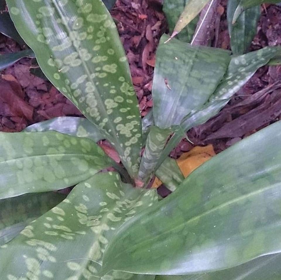 Click to enlarge Dracaena cantleyi