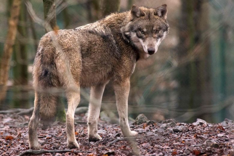 Click to enlarge Wolf