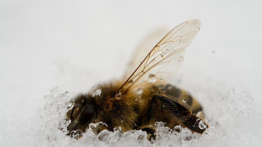 Bees
