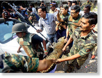 Click to enlarge Sanjay Gandhi National Park forest officials transporting the tranquillised wild cat