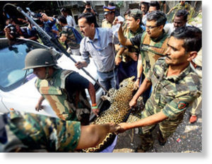 Sanjay Gandhi National Park forest officials transporting the tranquillised wild cat