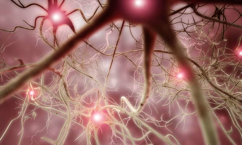 brain networks