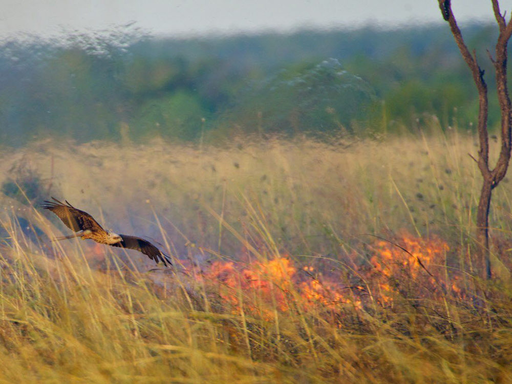 Black kites