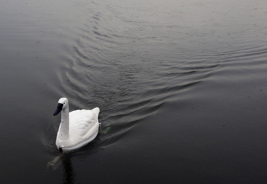 Click to enlarge Swan robot