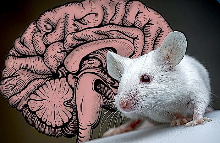 Click to enlarge mouse/brain