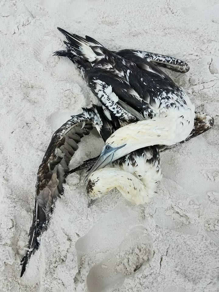 Click to enlarge Dead gannets