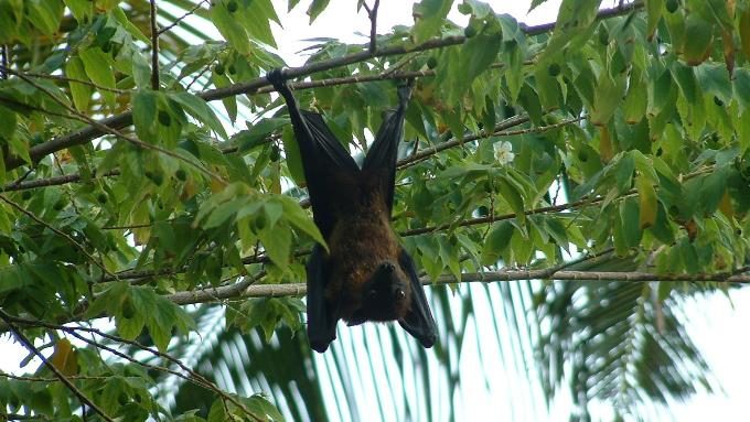 child dies rabies infected bat