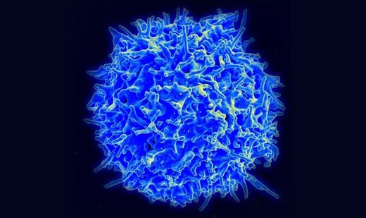 Click to enlarge T-cell