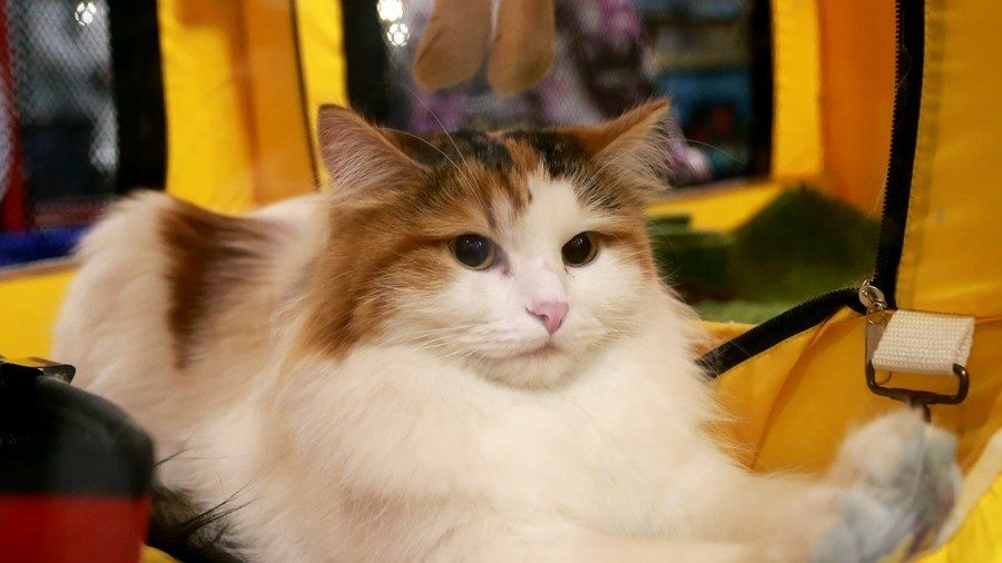 Casper the cat
