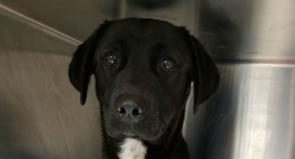 Dog found hanging from a tree