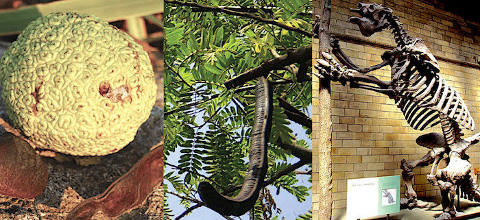 Osageoranve, pod, sloth