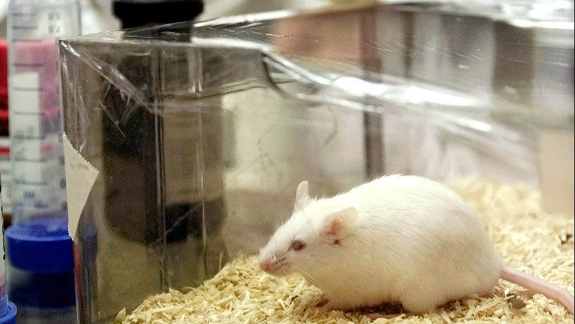 Click to enlarge lab rat mouse raton