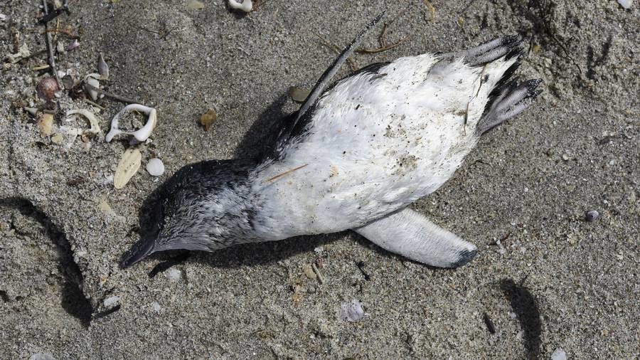 A blue penguin washed up on Mount main beach on Wednesday.