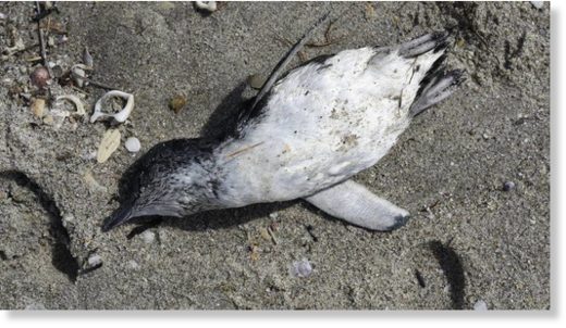 A blue penguin washed up on Mount main beach on Wednesday.