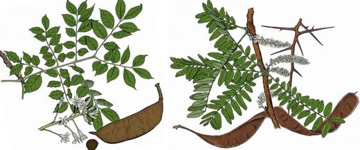 trees pods