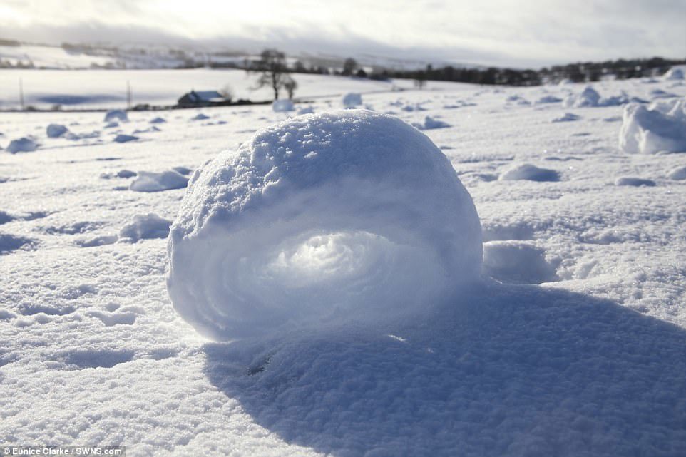 Click to enlarge The natural sculptures roll up in the style of a tumbleweed