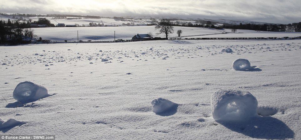 Click to enlarge Snow rollers can only be formed when the snow is cold but not frozen and the wind is strong enough to move snow but not break it
