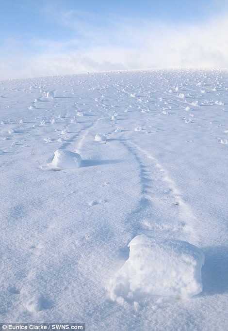 Click to enlarge A field full of the unusual snow rollers was discovered in Glassford, South Lanarkshire, by Eunice Clarke