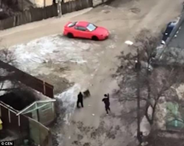 The Good Samaritans - one using a broom - fought of the frenzied animals before one bit the man on the testicles