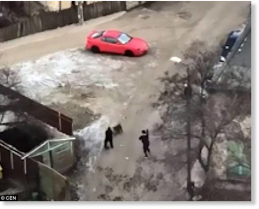 Click to enlarge The Good Samaritans - one using a broom - fought of the frenzied animals before one bit the man on the testicles