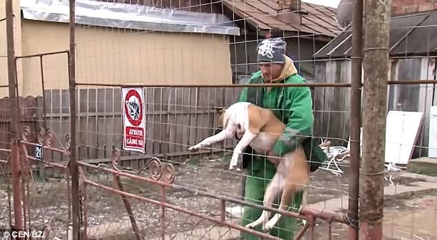 One of the dogs involved in the attack. Along with the other animal, it escaped from the courtyard where they lived