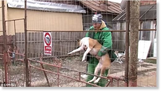 One of the dogs involved in the attack. Along with the other animal, it escaped from the courtyard where they lived