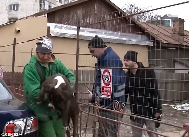 The other dog that was involved in the attack. The animals are owned by a 60-year-old woman who is being investigated by police
