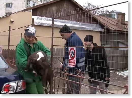 The other dog that was involved in the attack. The animals are owned by a 60-year-old woman who is being investigated by police