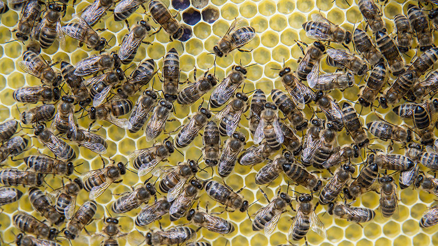 Bees