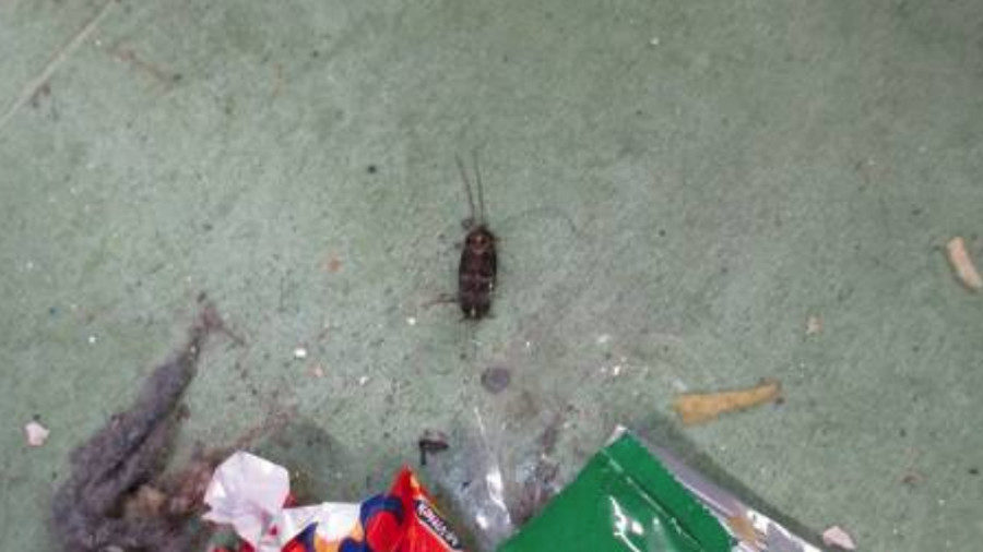 cockroach trash