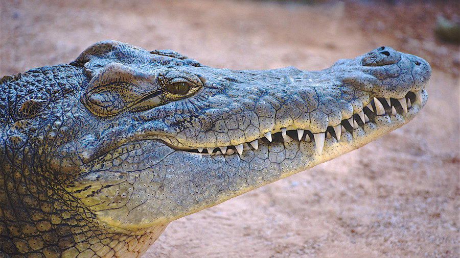 Nile crocodile