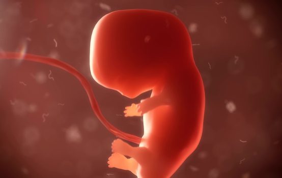 fetus