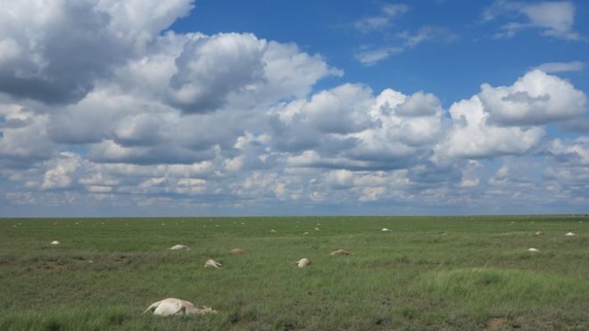 Saiga antelope deaths