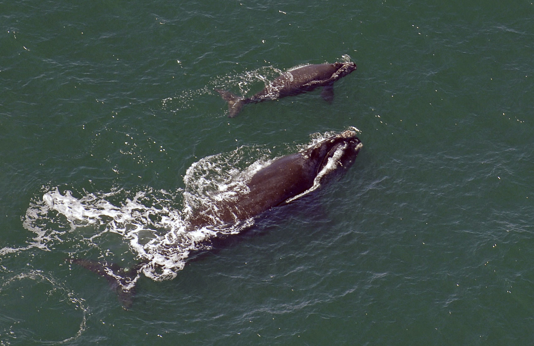 In this 2009 file photo, a female right whale swims at the surface of the water with her calf a few miles off the Georgia coast in 2009.