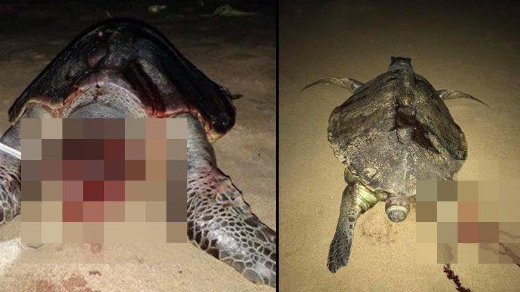 Click to enlarge Over the past week, more than a hundred Olive Ridley turtles have washed up dead on the beaches of Chennai, and many more are believed to be floating dead on Bay of Bengal.