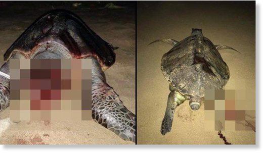 Click to enlarge Over the past week, more than a hundred Olive Ridley turtles have washed up dead on the beaches of Chennai, and many more are believed to be floating dead on Bay of Bengal.