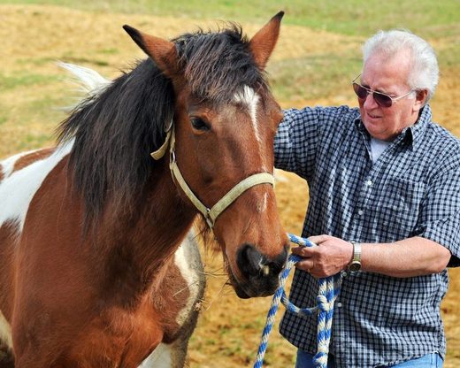 Horses