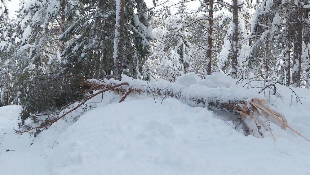 tree damage