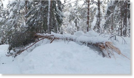 tree damage