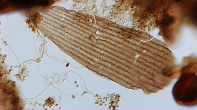 200 million year old butterfly wing scale