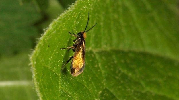 Click to enlarge ancient moths